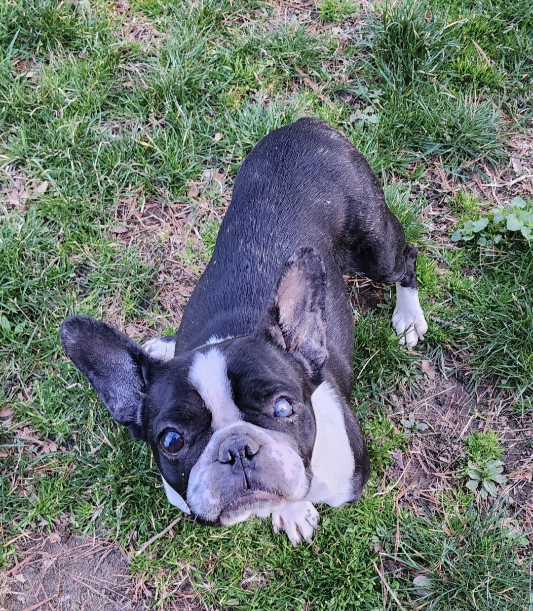Francesca