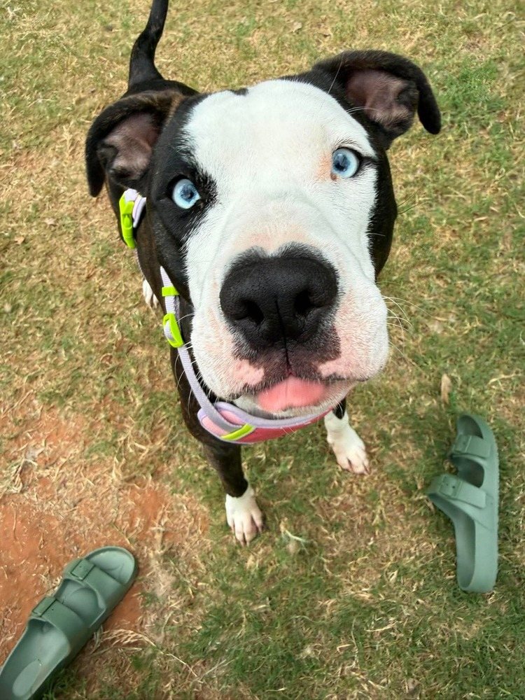 Bluey
