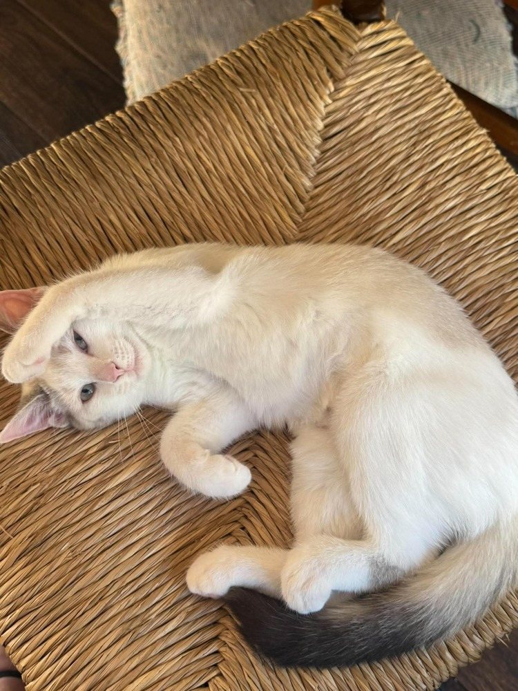 Calypso