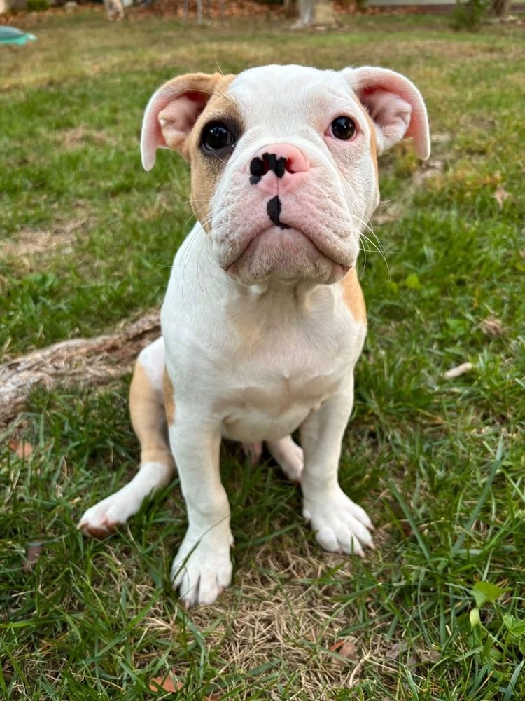 Angus