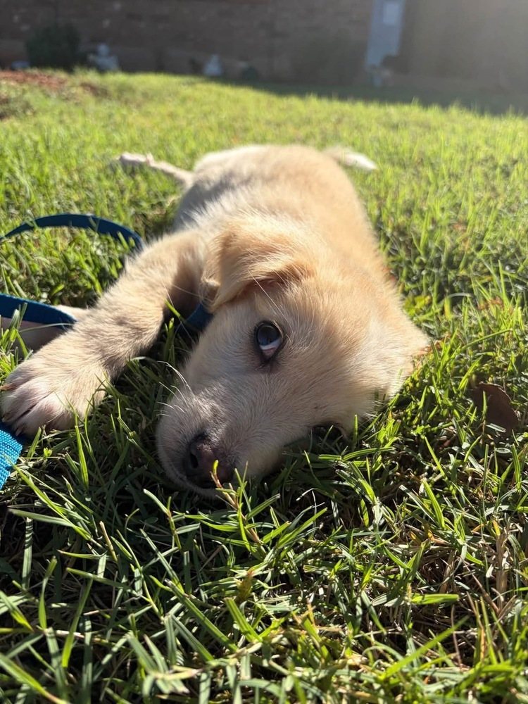 Baby Aspen