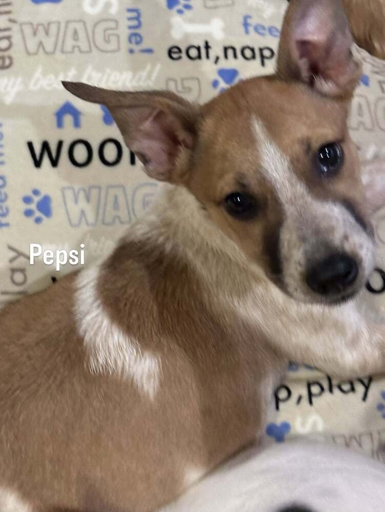Pepsi