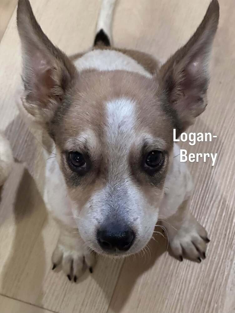 Loganberry