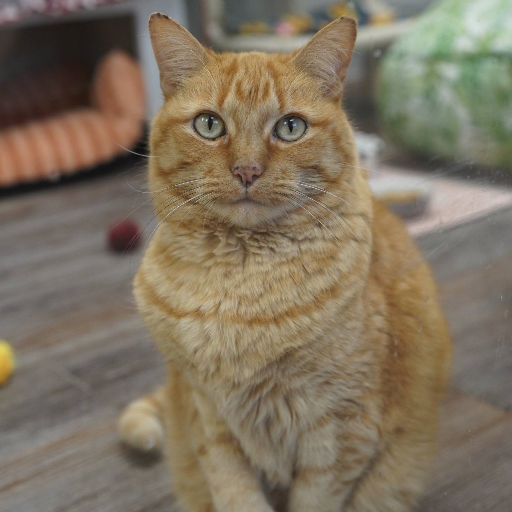 Firestar