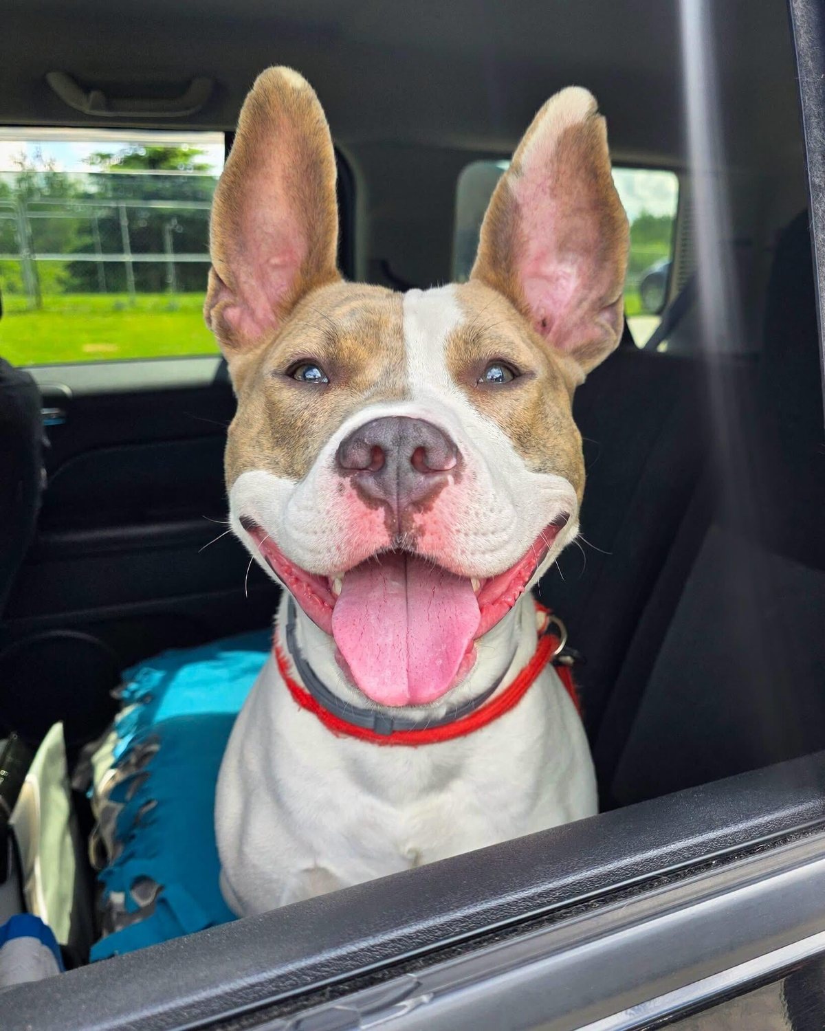 Rocco