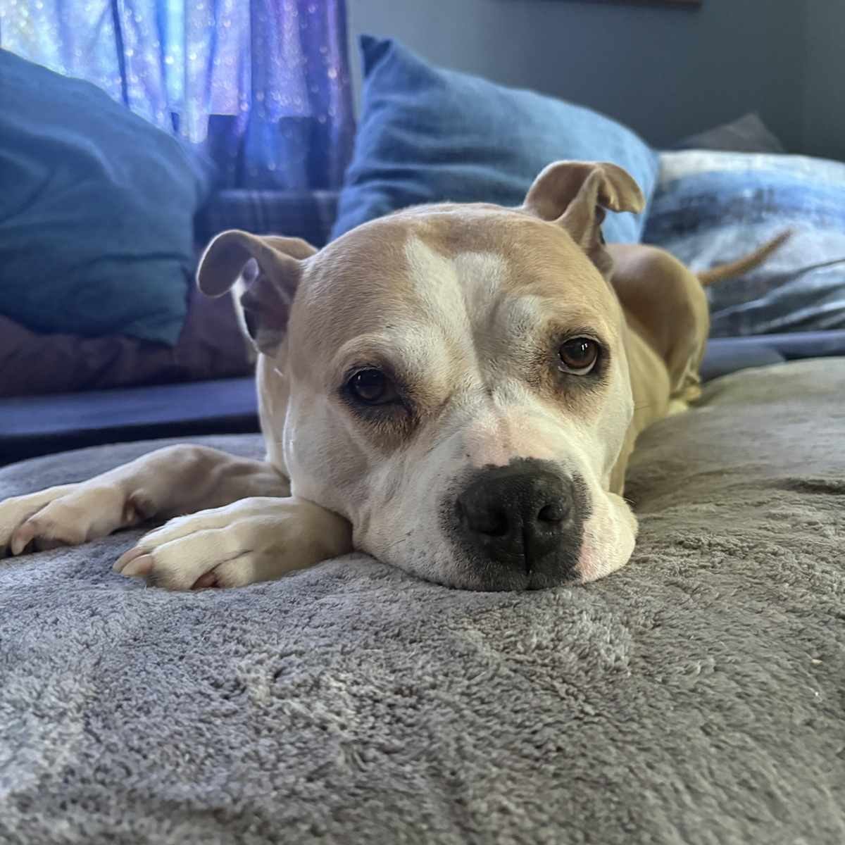 Dumpling