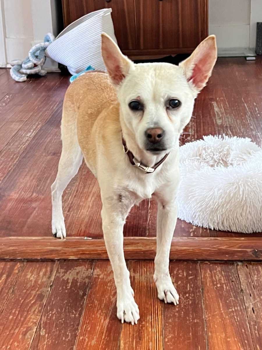 Addie (Senior in Foster)