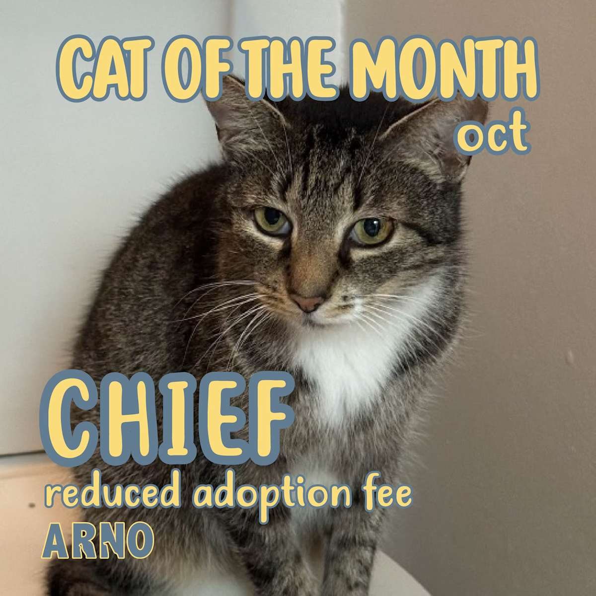 Chief