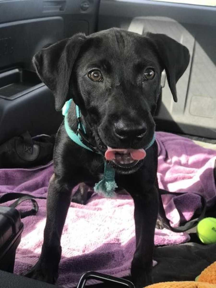 Enzo