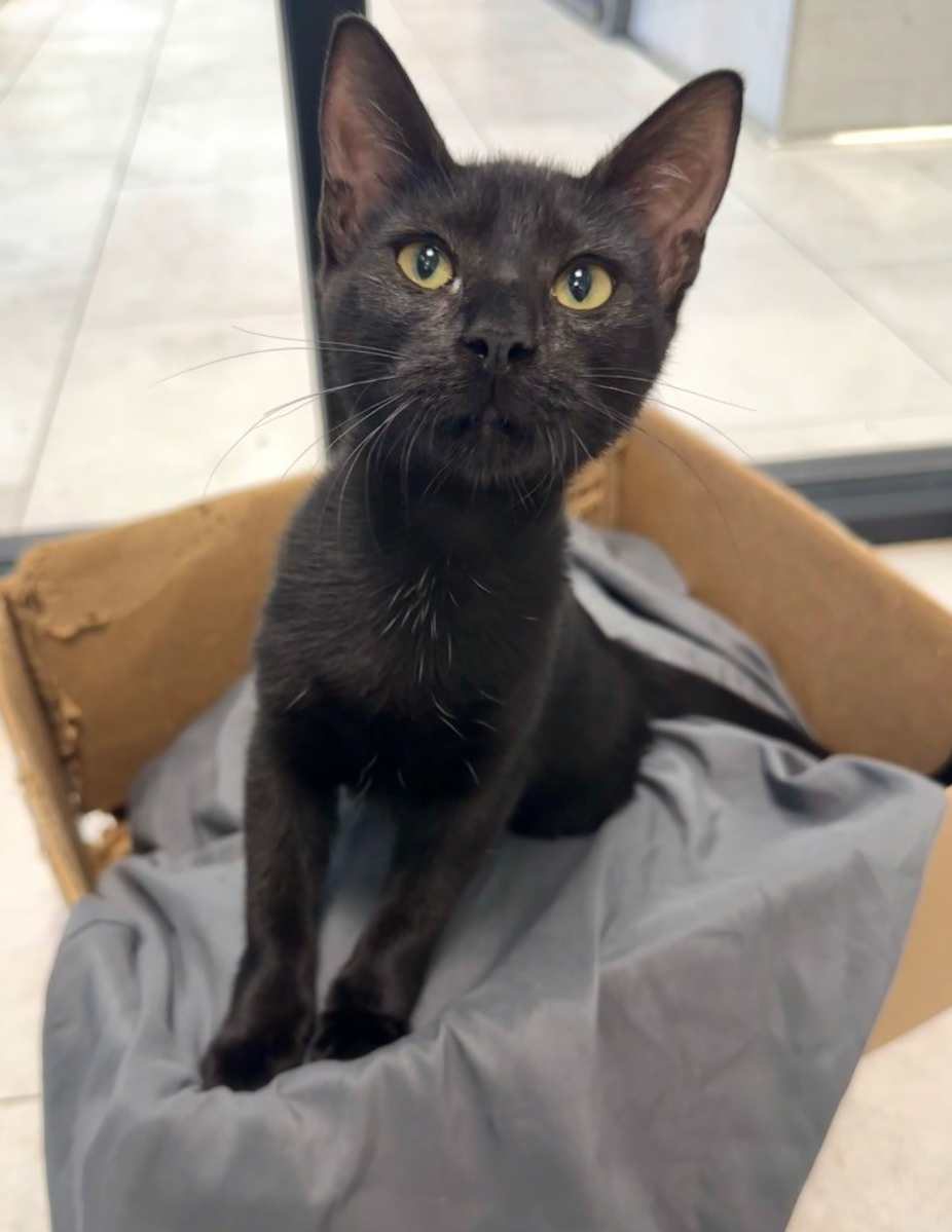 Elvira