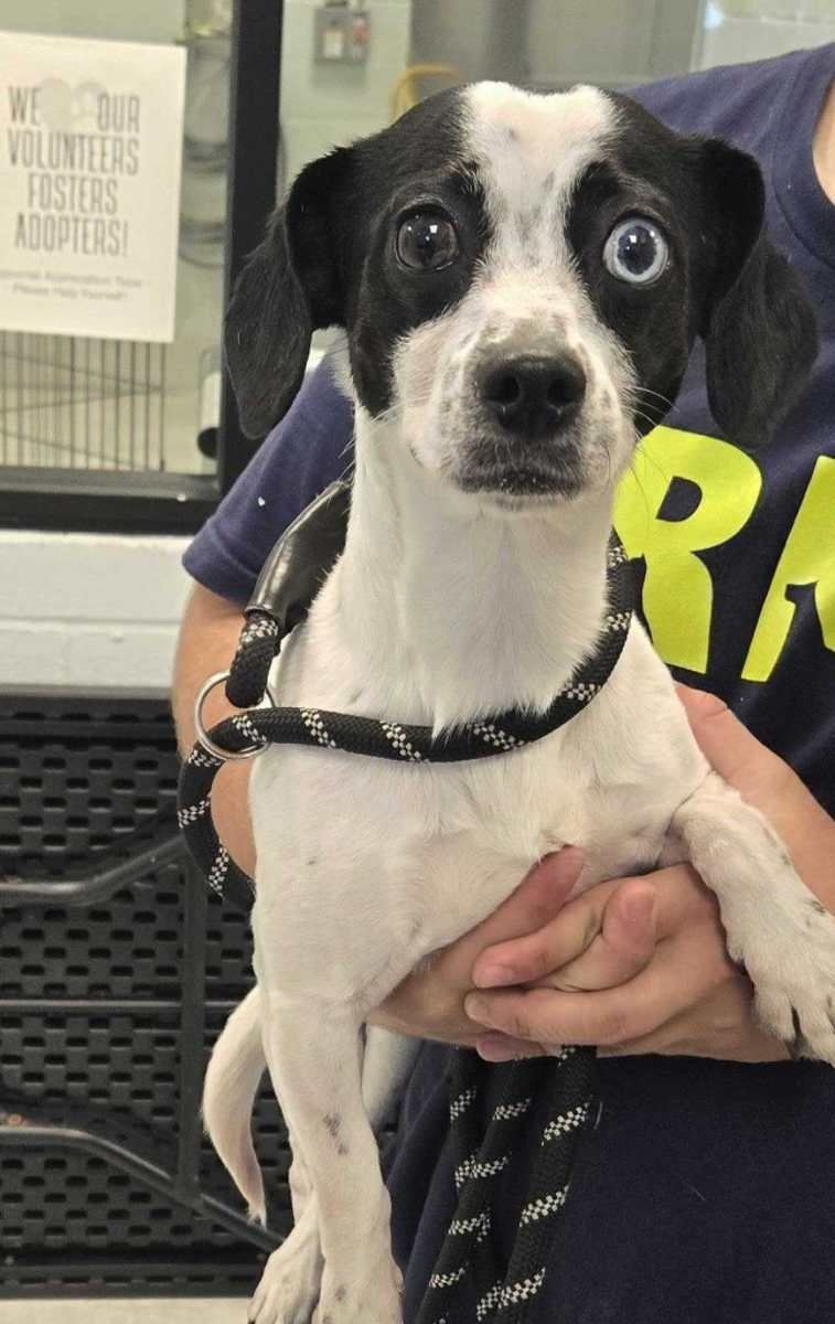 Bowie