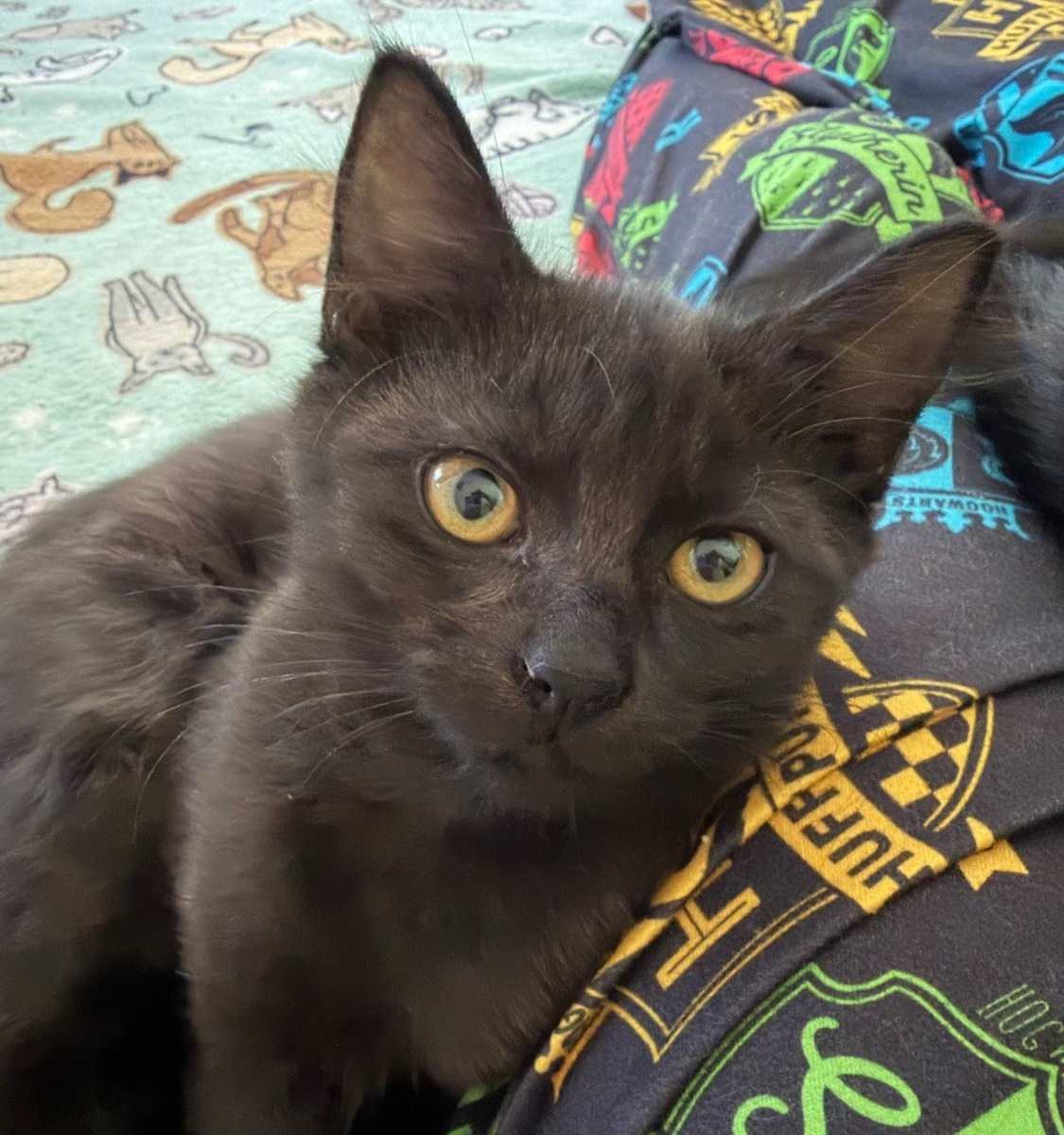 Binx