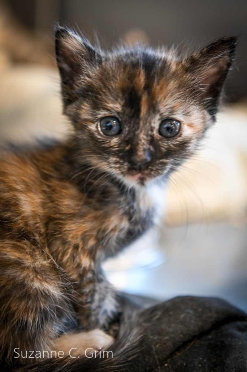 Chupacabra
