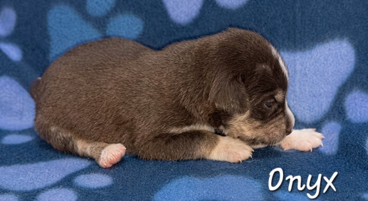 Onyx