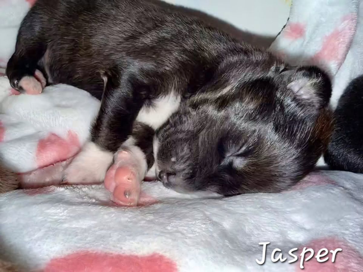 Jasper