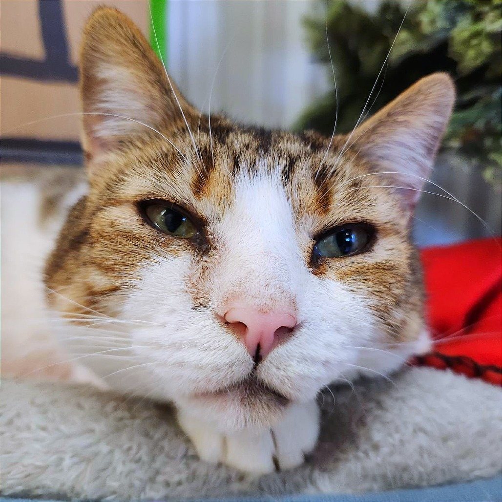 O'Malley