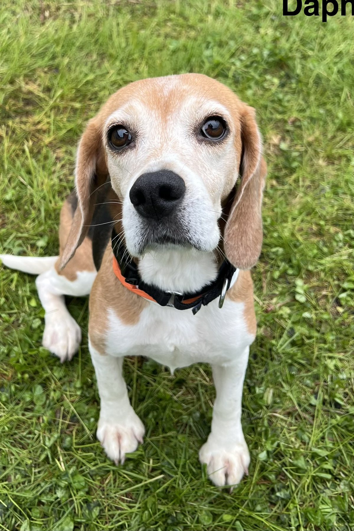 Daphne