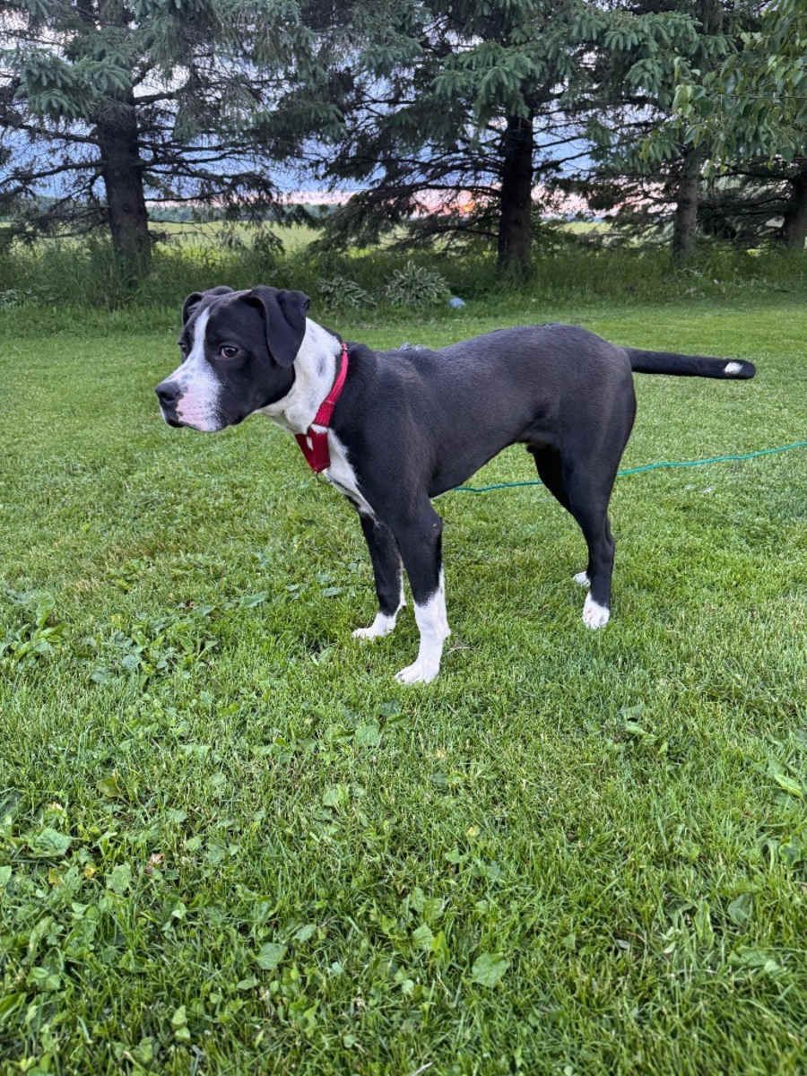 Bruno