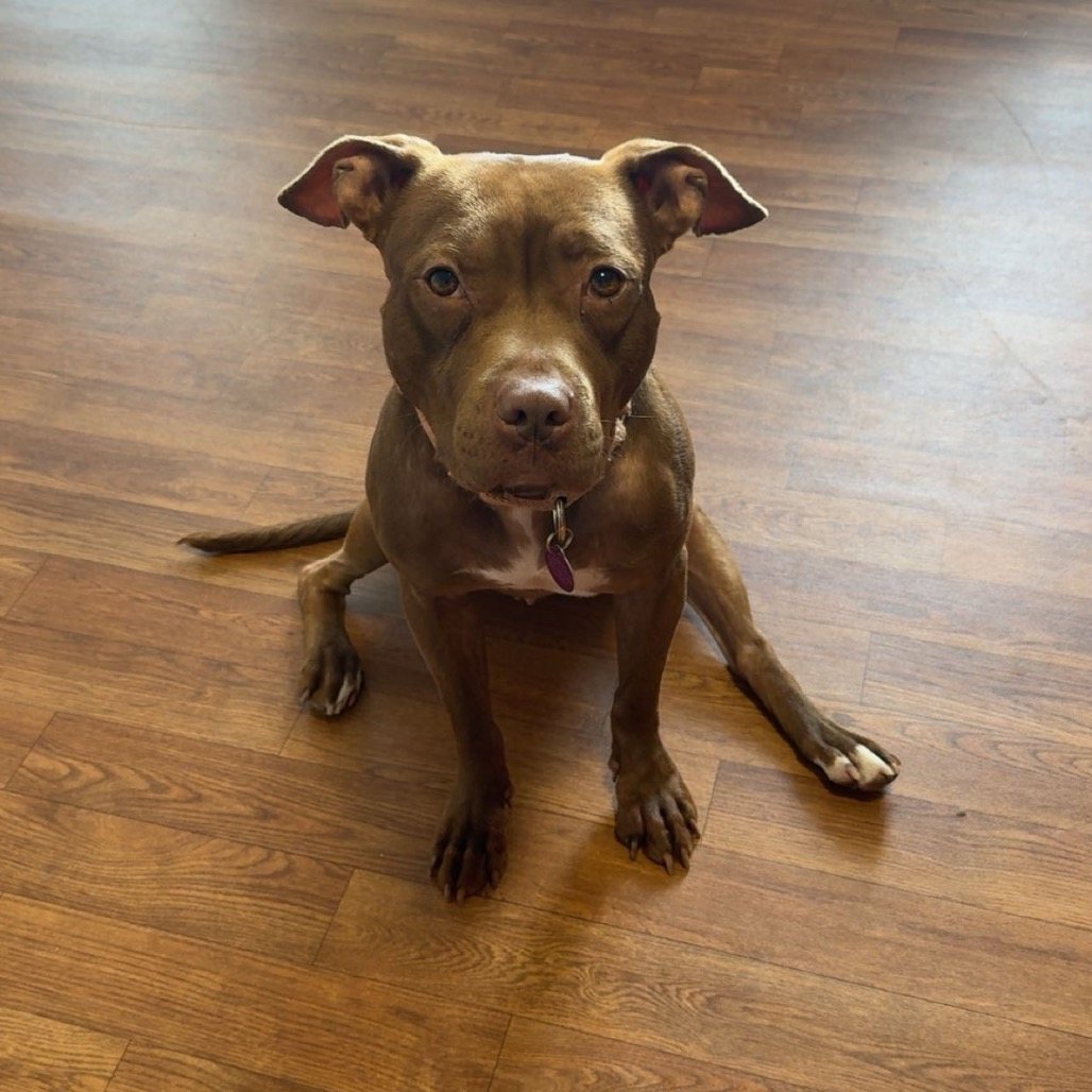 Cocoa