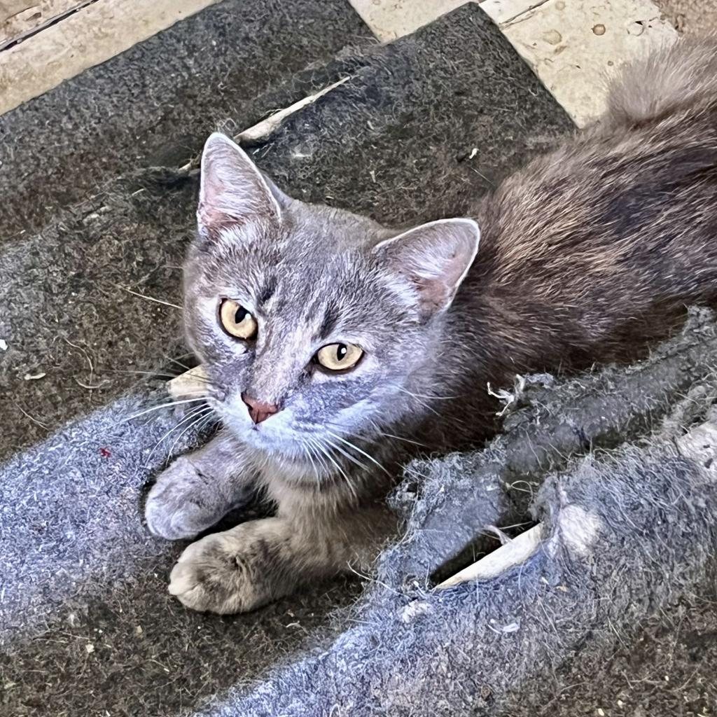 Mikki