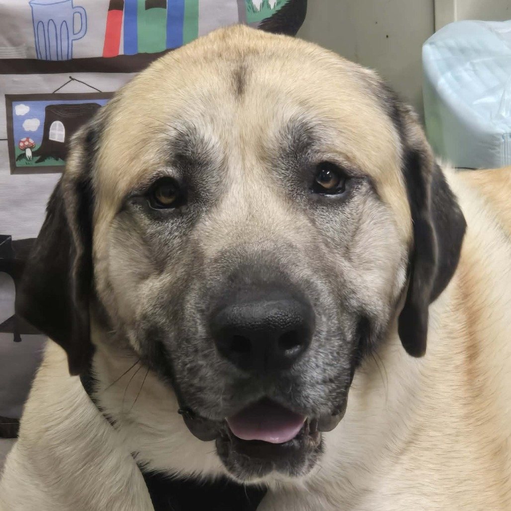 Bubba (Pending adoption)
