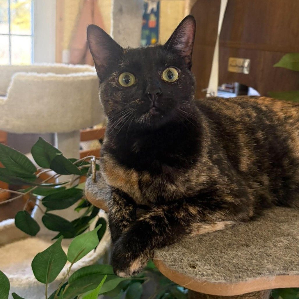 Tilly
