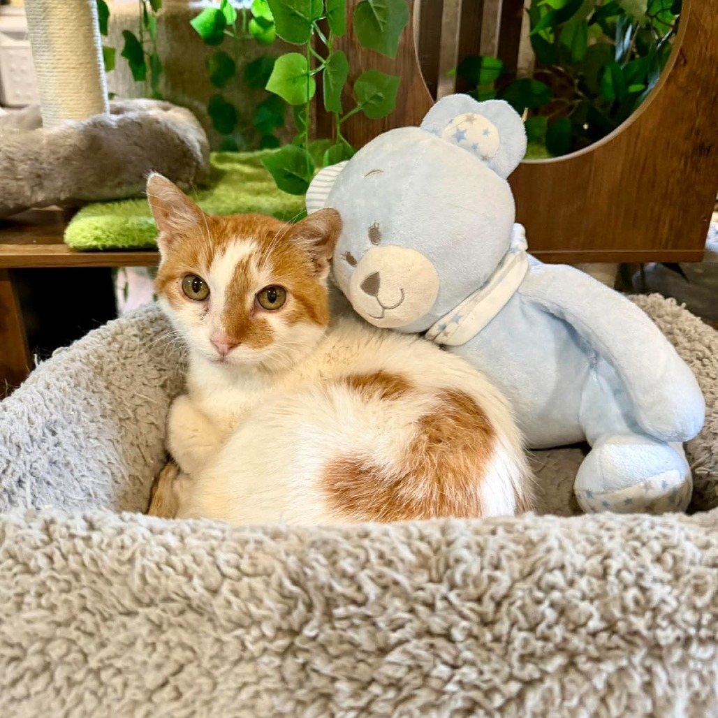 Joey (Sponsored!)