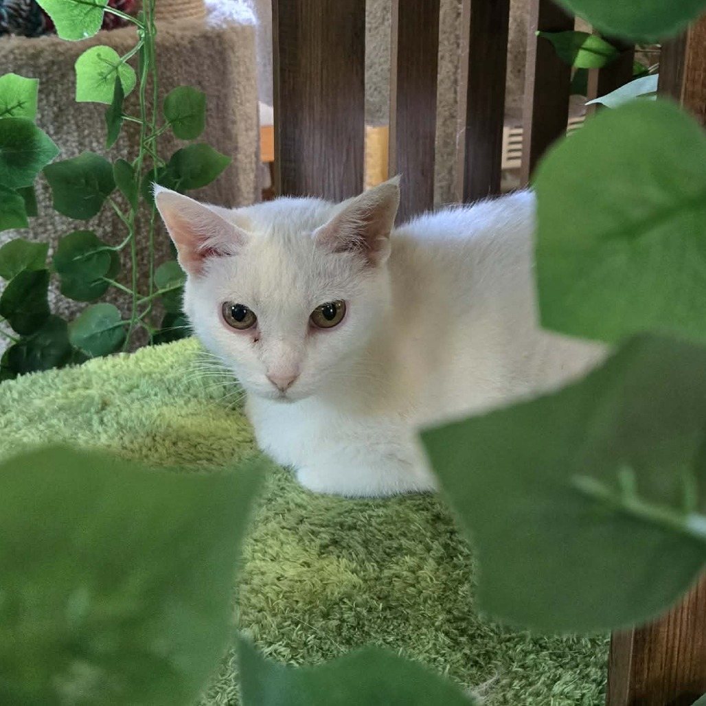 Blossom (Sponsored!)