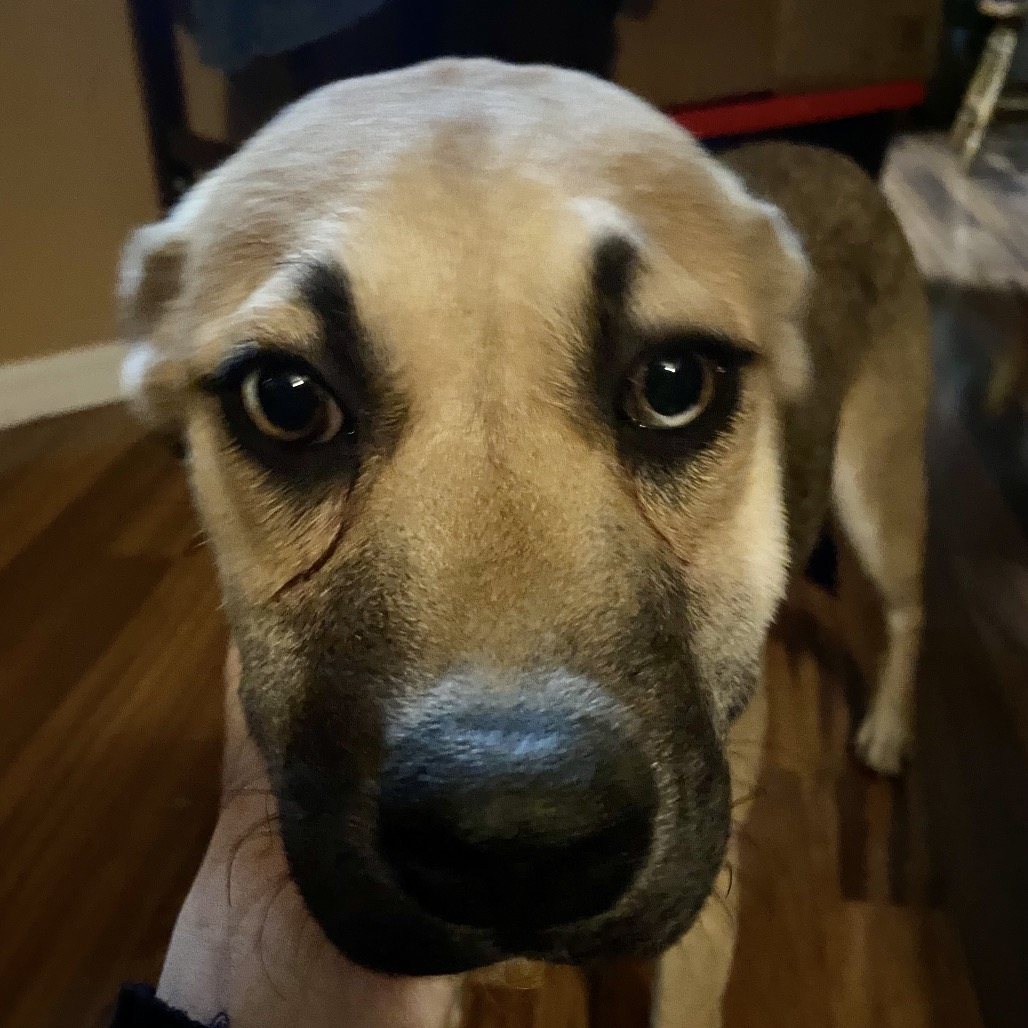 DAHLIA