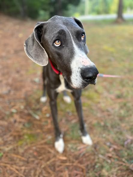 Delilah