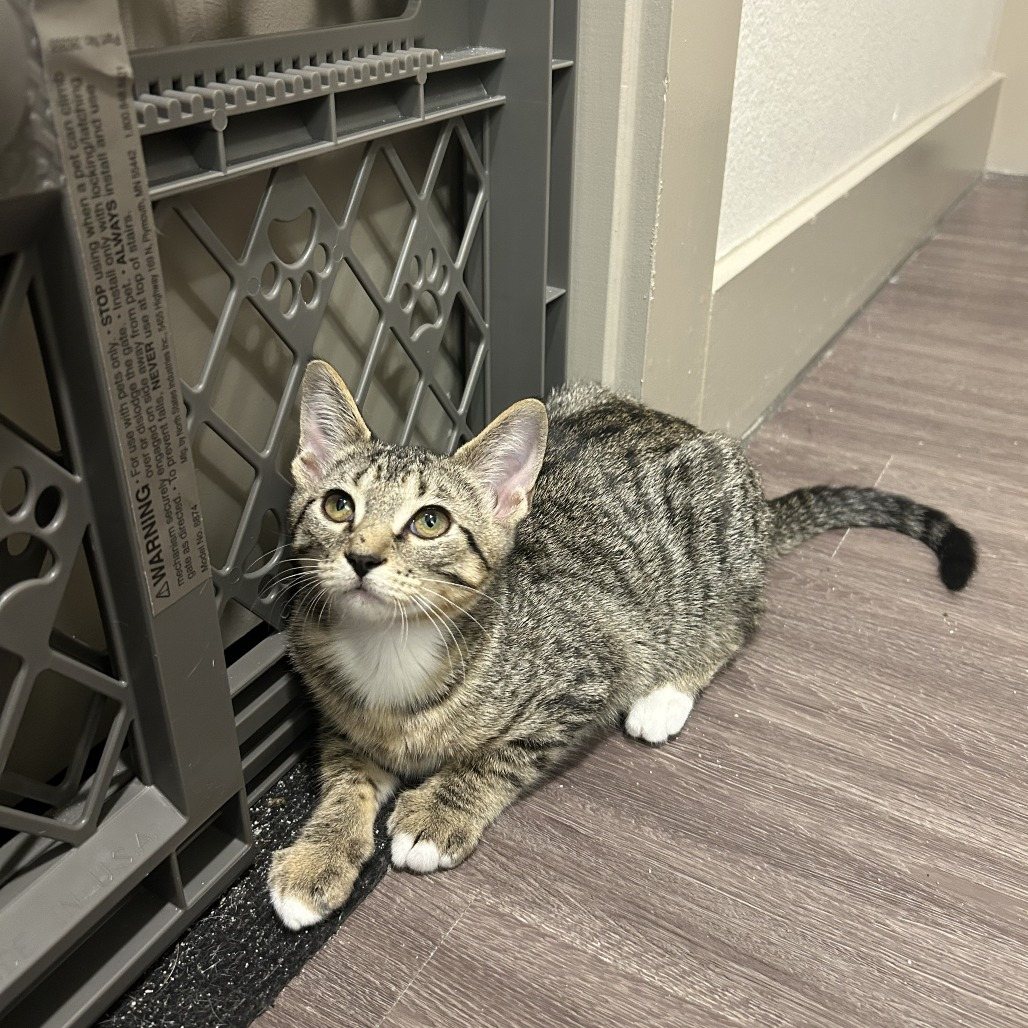 Delilah