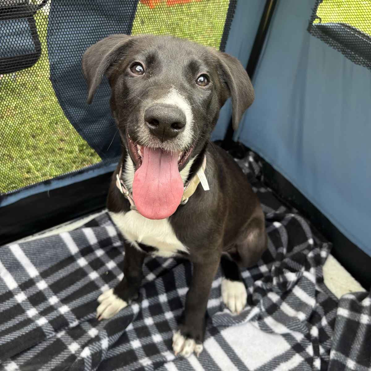 Bella