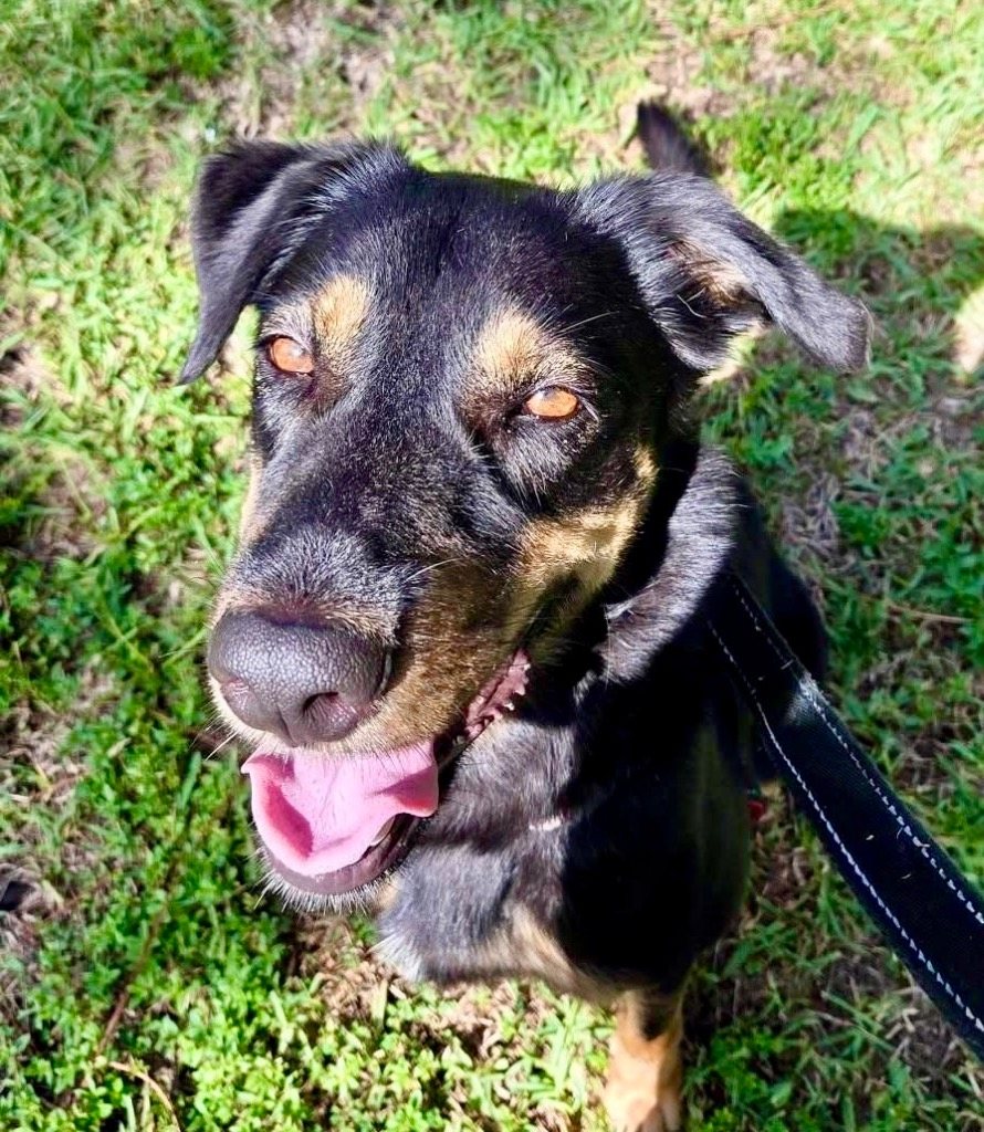 Kassia: Adoption Fee Sponsored!