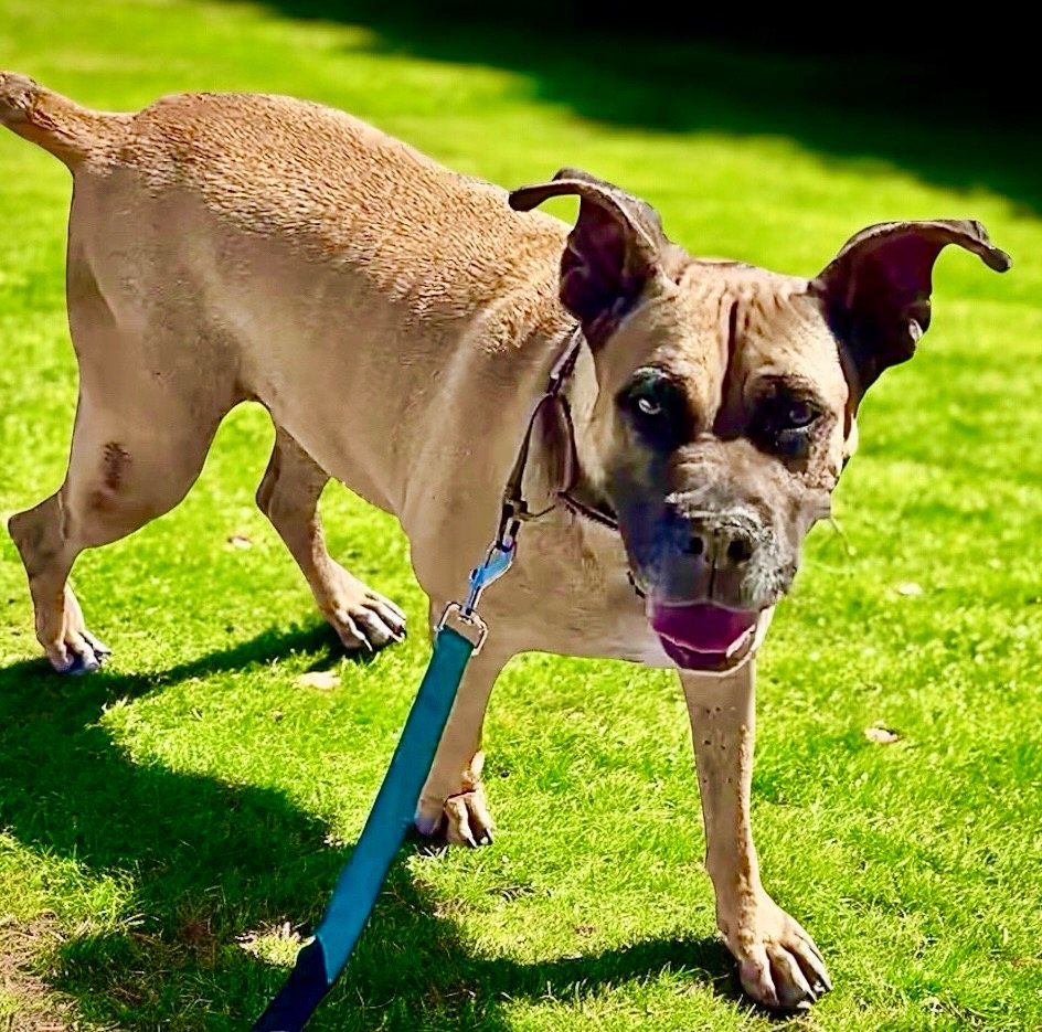 Lady-Very Sweet - Fee Sponsored!