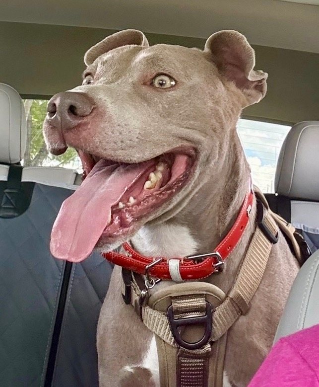 George-Friendly Boy - Fee Sponsored!!