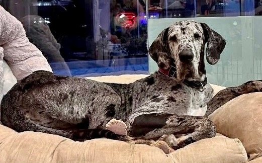 Hope - Gentle Big Girl!