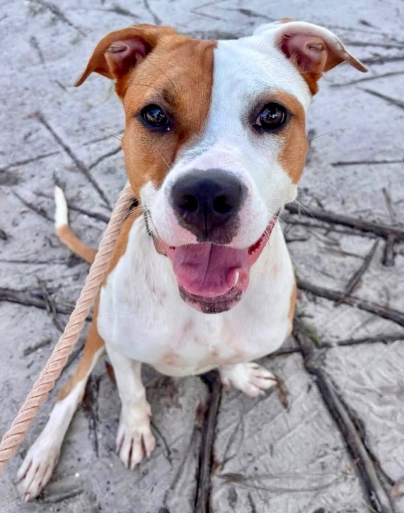 Holly-Wonderful Tripod Girl-$50 Adoption Fee Special!
