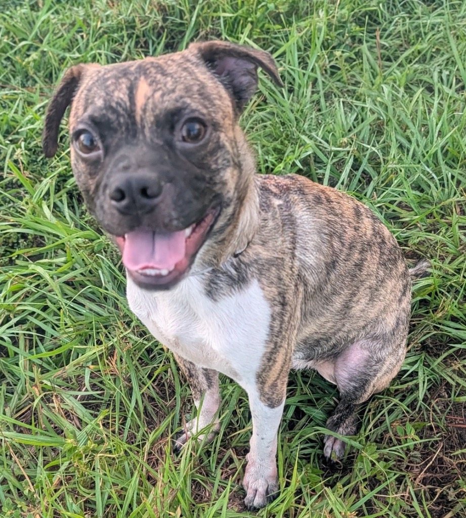 Chako-8mo old Puppy!