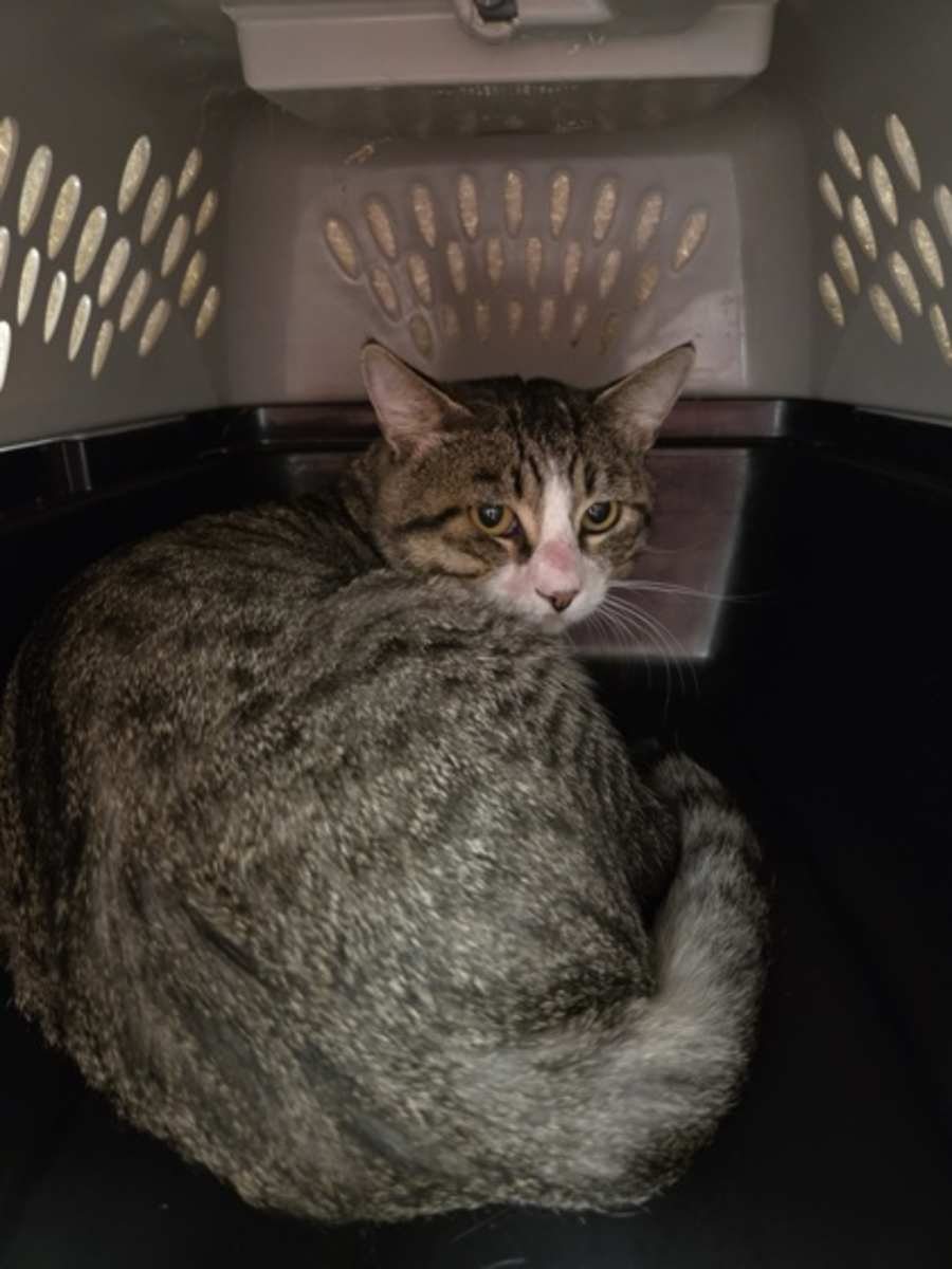 Basil