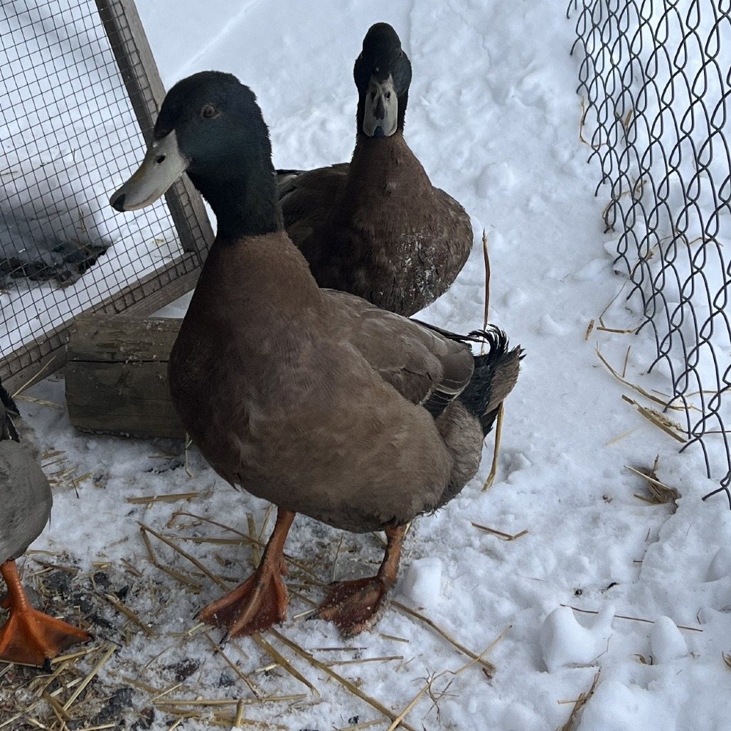 Hugh Quackman