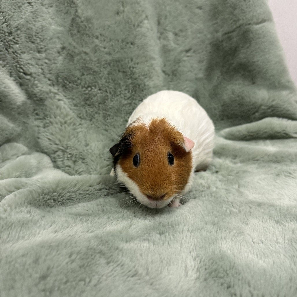 Rutabaga