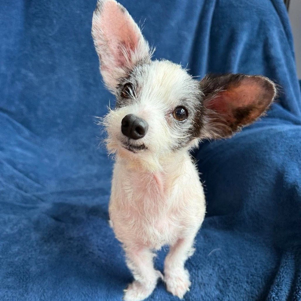 Wiggles