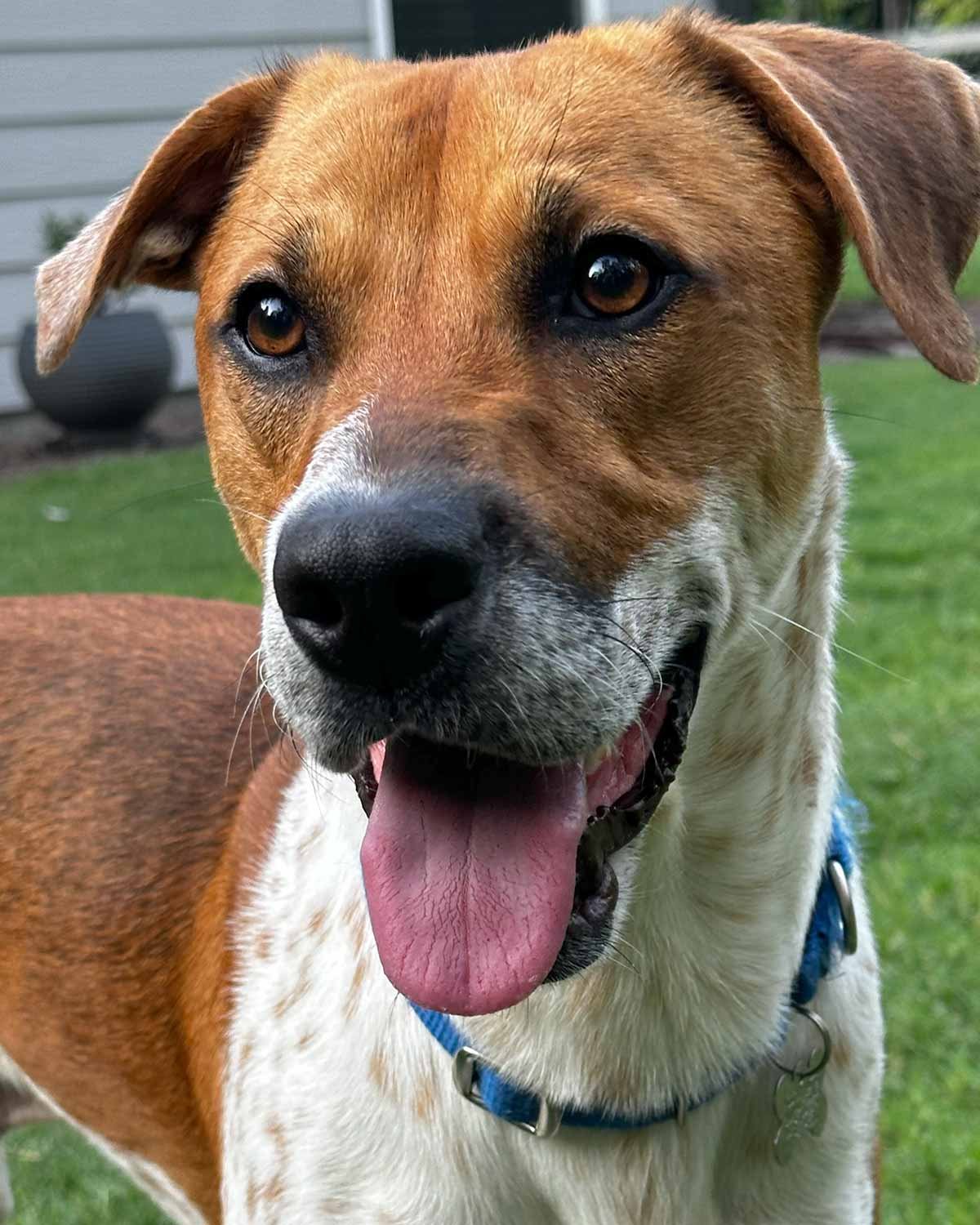 Atlas