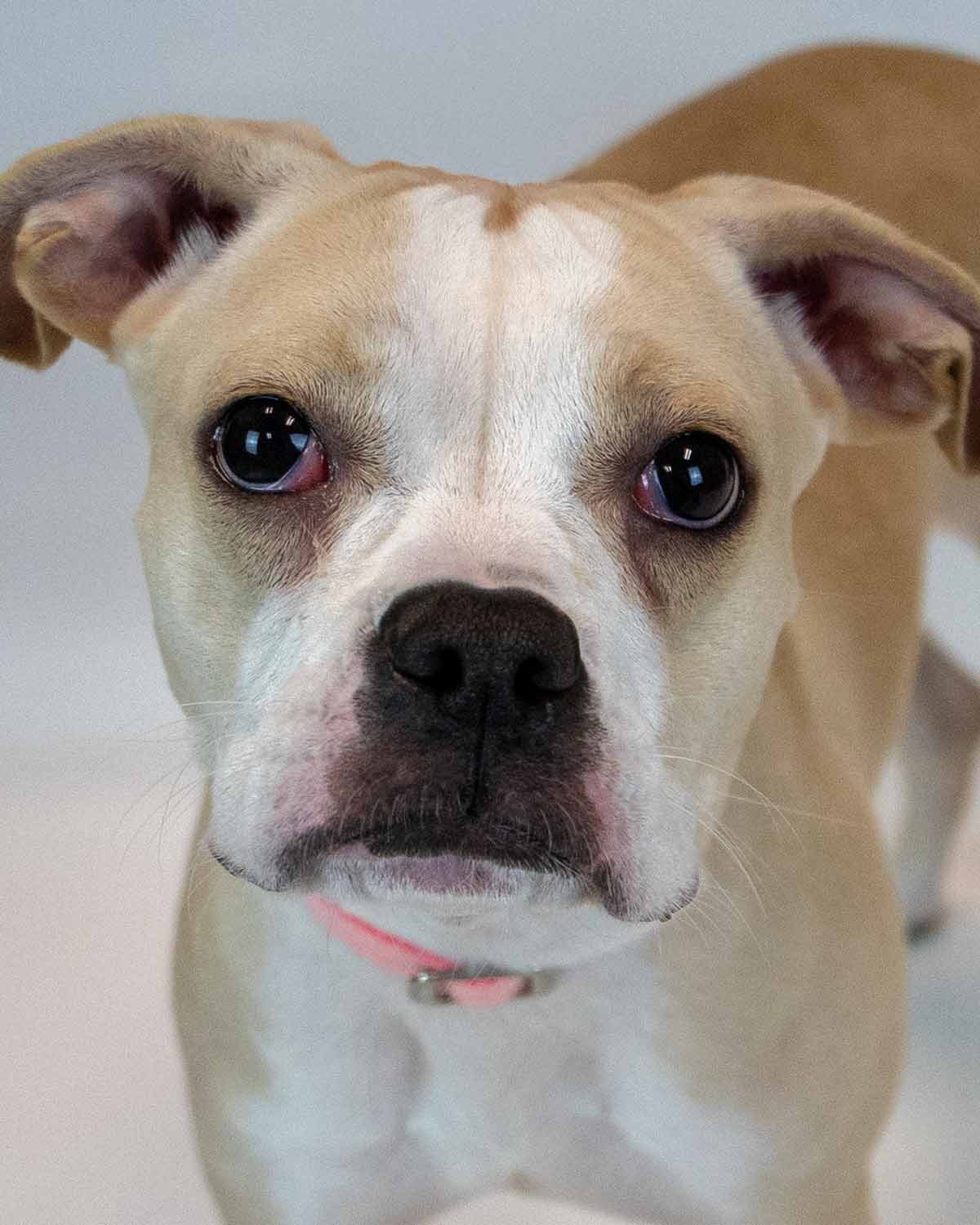 Amanda