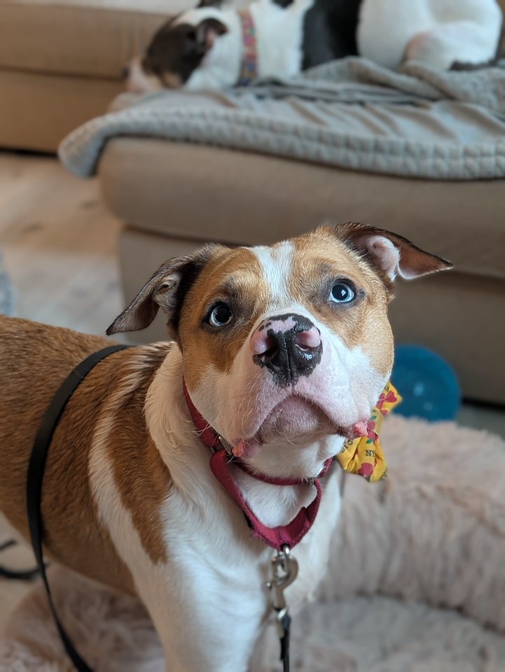 Loki