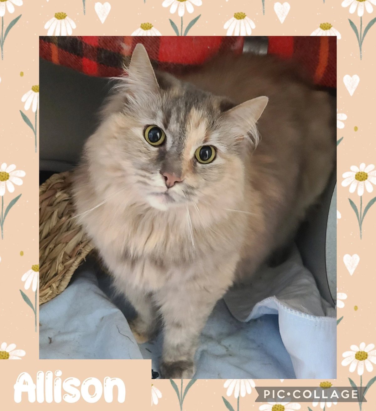 Allison
