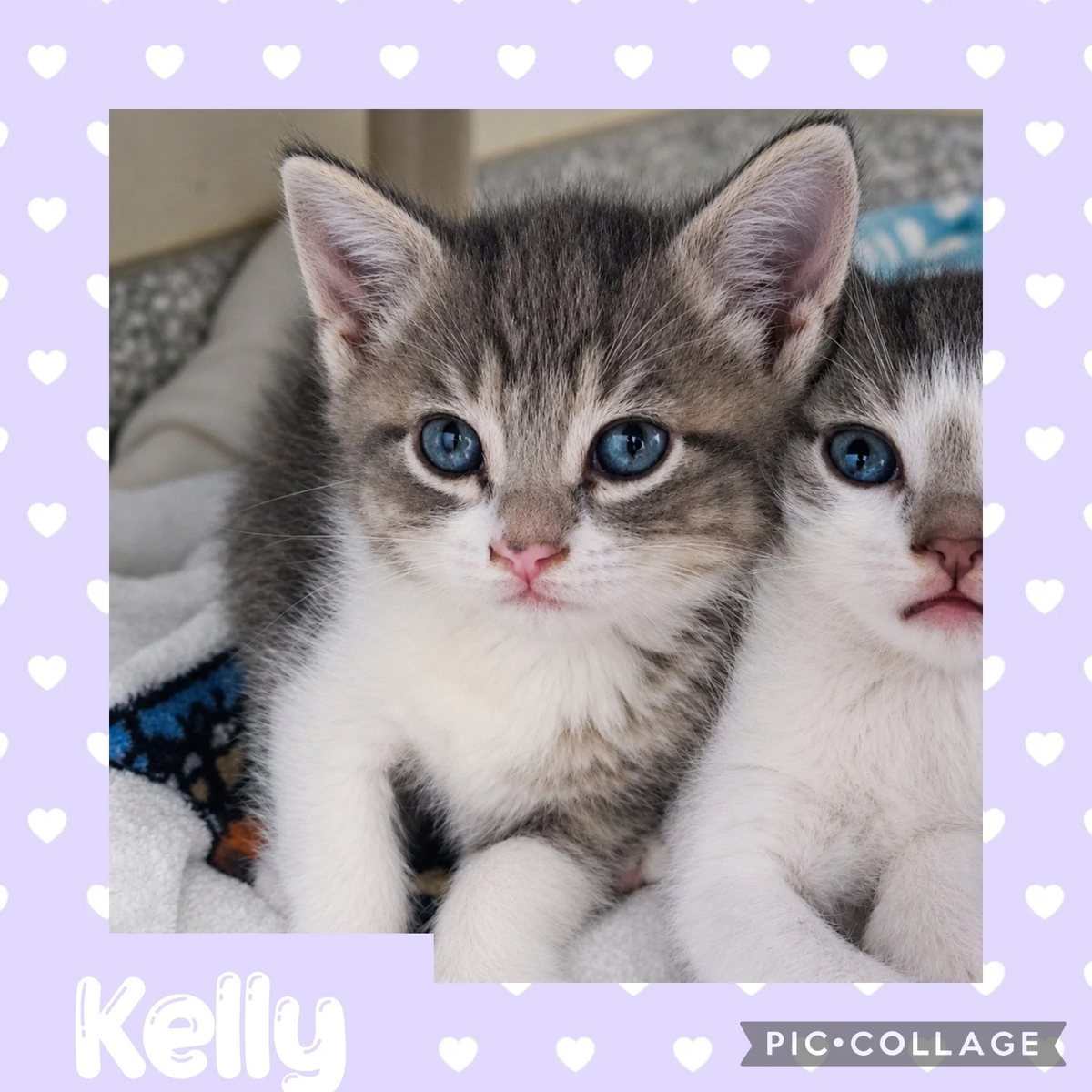 Kelly