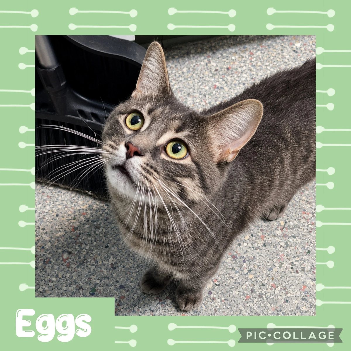 Eggs
