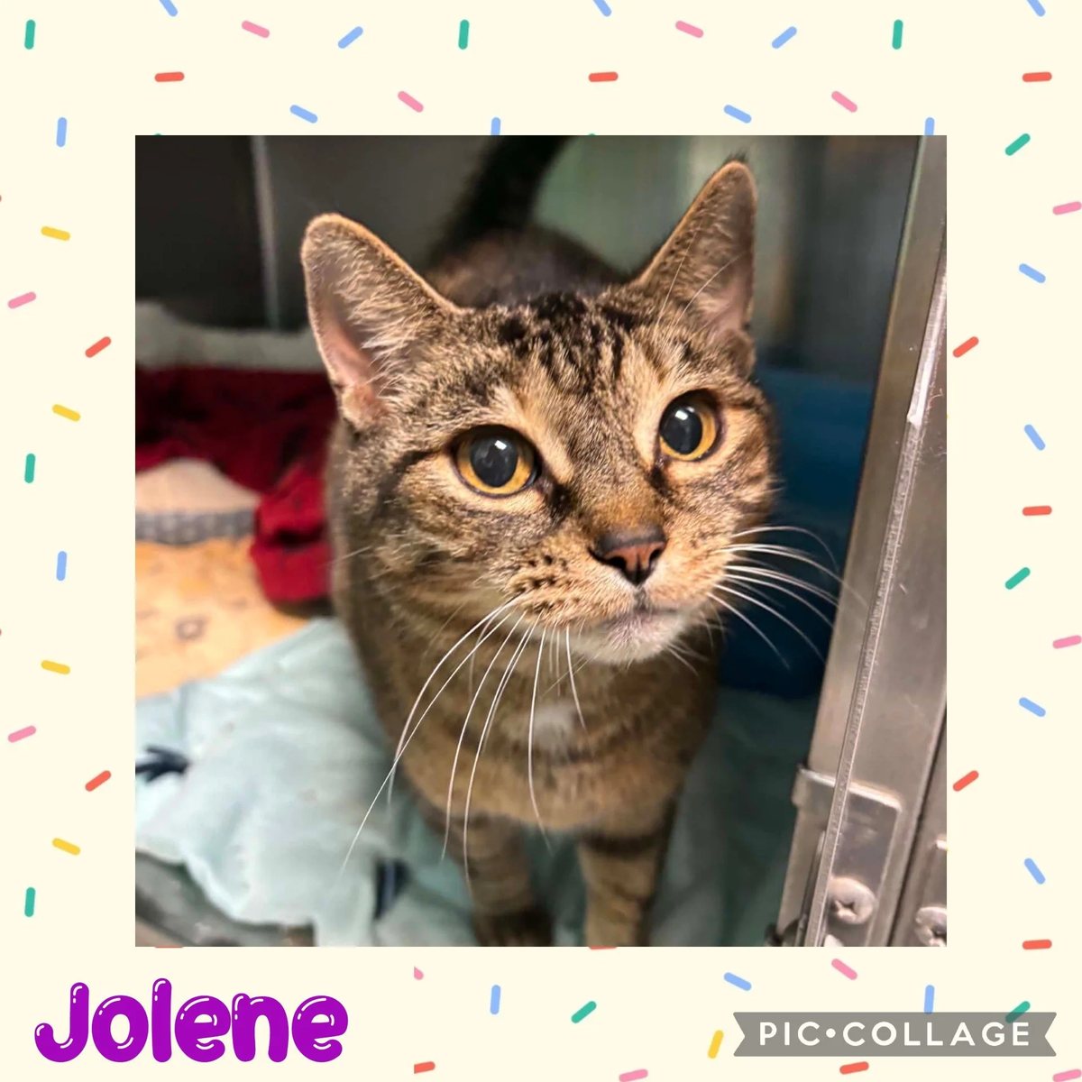 Jolene