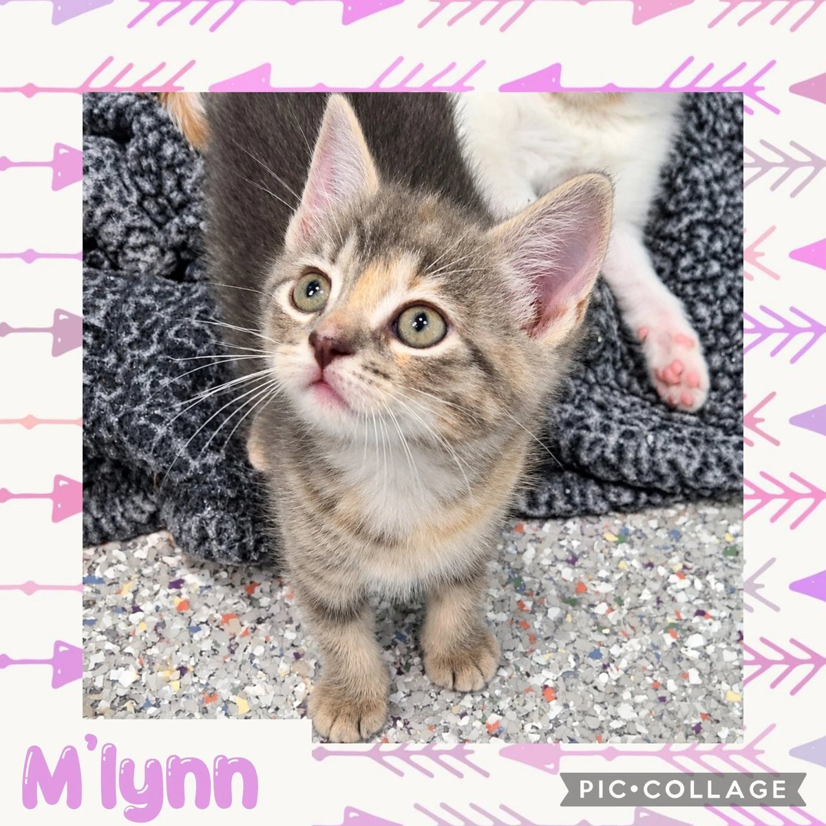 M'Lynn